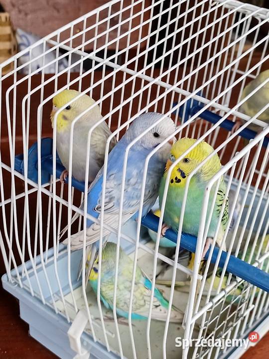 Sprzedam papugi faliste Mechlin