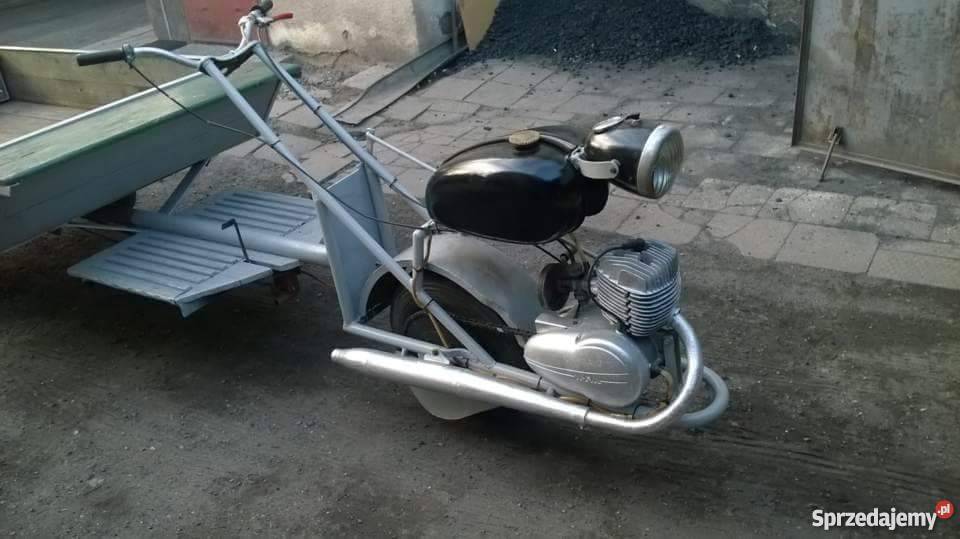 Orginalny Dzik sprowadzony wielkopolskie Jarocin sprzedam