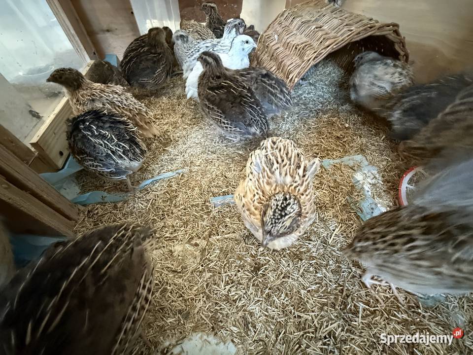 Przepiórki 4tyg Drób i ptactwo Tarczyn