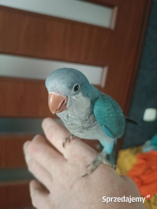 Mnicha Nizinna Ręcznie Karmiona Radlin