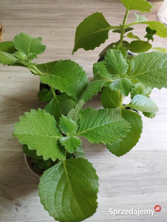Mięta sadzonki 6 sztuk Łódź