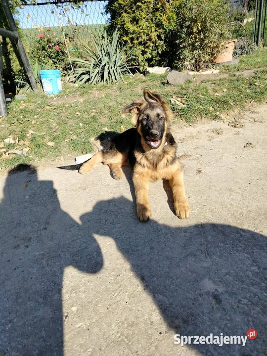 Szczeniaki owczarka niemieckiego Rędziny-Borek