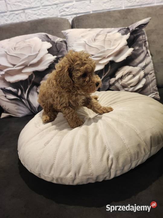 Pudelek toy Bolesławiec