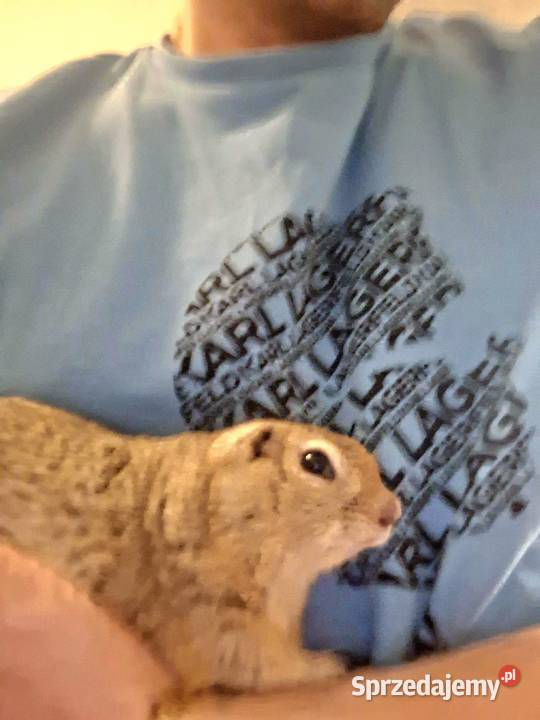 suseł preriowy suseł richardsona Mińsk Mazowiecki sprzedam