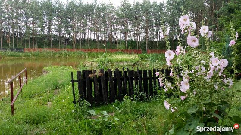 Działka rekreacyjna ze stawem rybnym i łódzkie Sójki