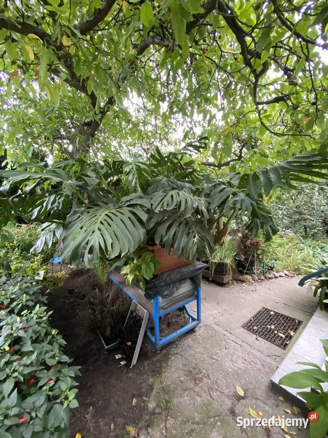 OGROMNA MONSTERA DELICIOSA ok 3 m kwitnąca i dolnośląskie Wrocław