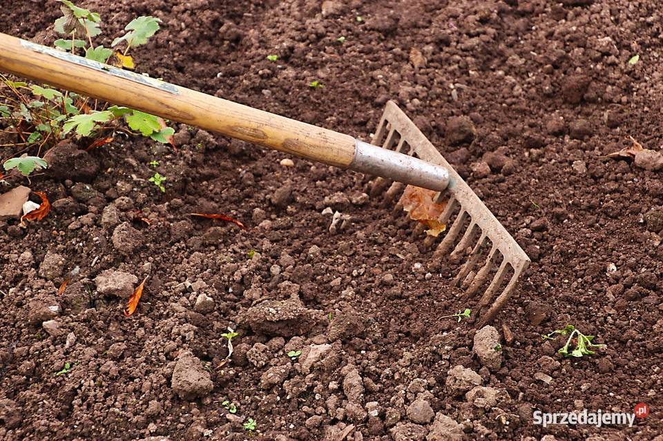 Jesienne przekopanie ogródka grabienie sadzenie Pielęgnacja ogrodów i trawników Gdańsk prace ogrodowe