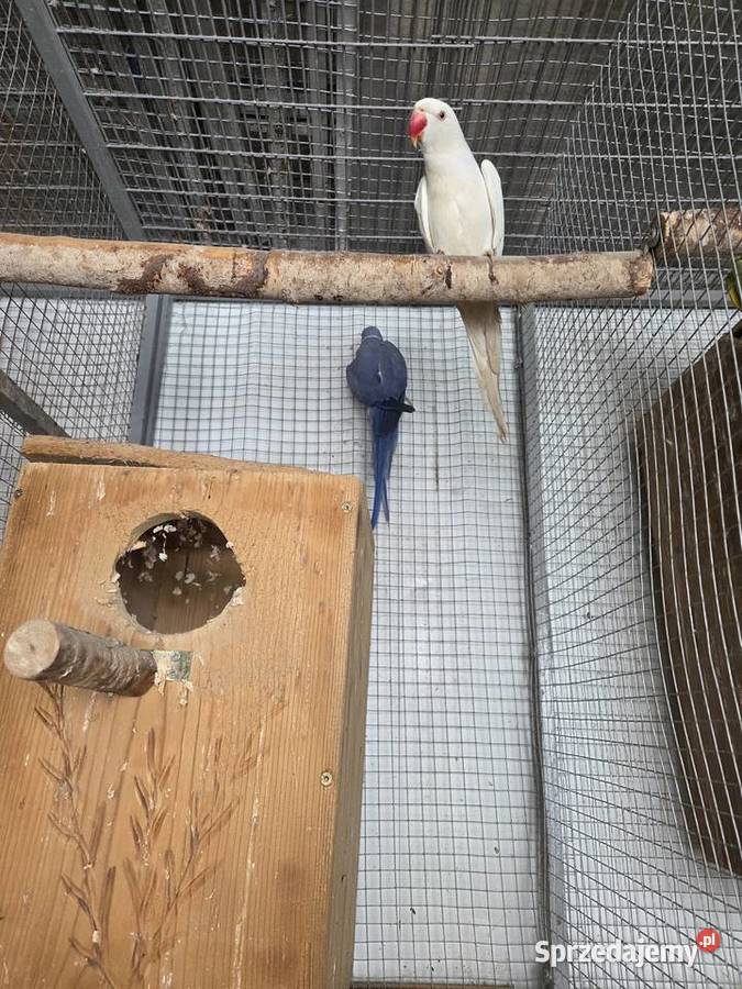 Papugi aleksandretty obrożne rozelle królewskie Biczyce Górne