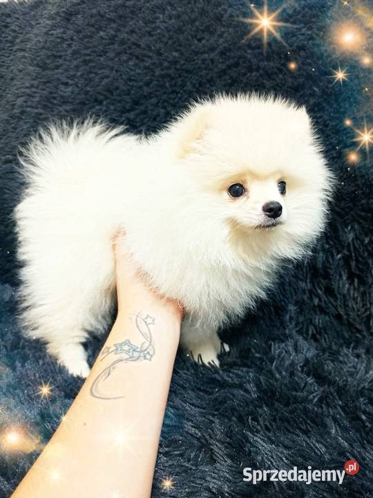 Marley White Boy Do odbioru POMERANIAN Rodowód Psy Opole