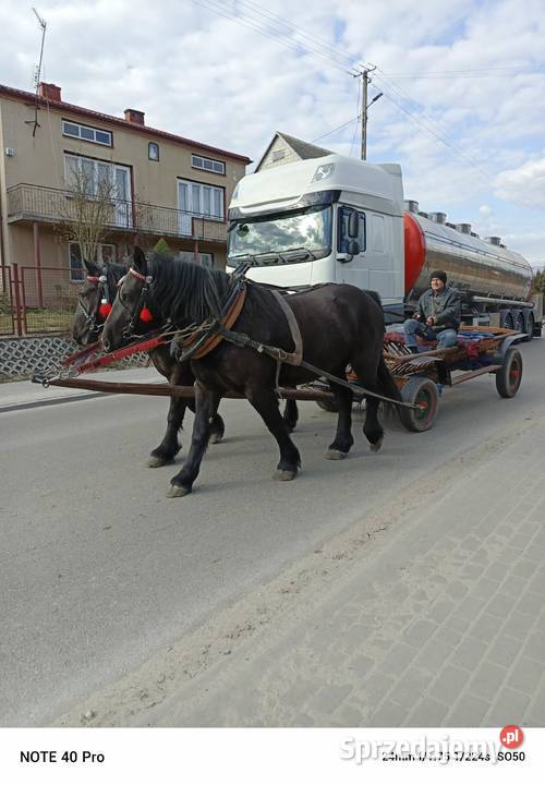 Klacz zimnokrwista typ sokólski ogier lubelskie