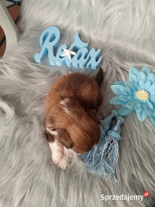 Śliczny piesek rasy ShihTzu czekoladowy Zwierzęta opolskie Kluczbork