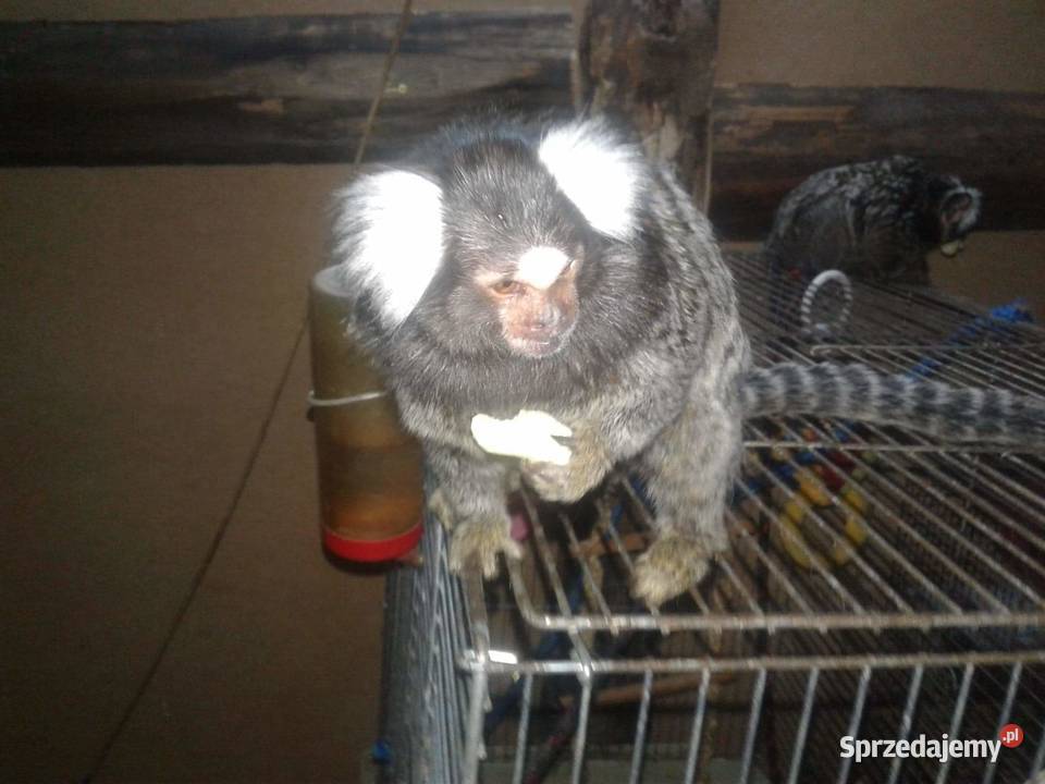 Małpka mini uistiti białoucha Iława