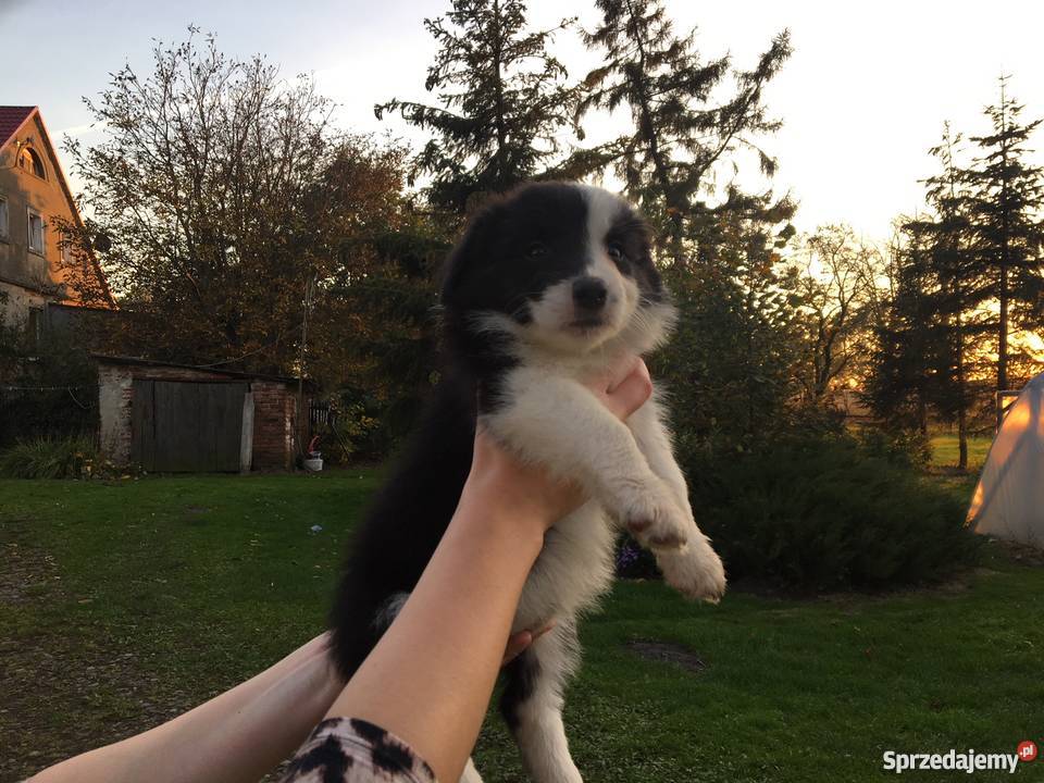 SUCZKI rasy Border Collie Psy