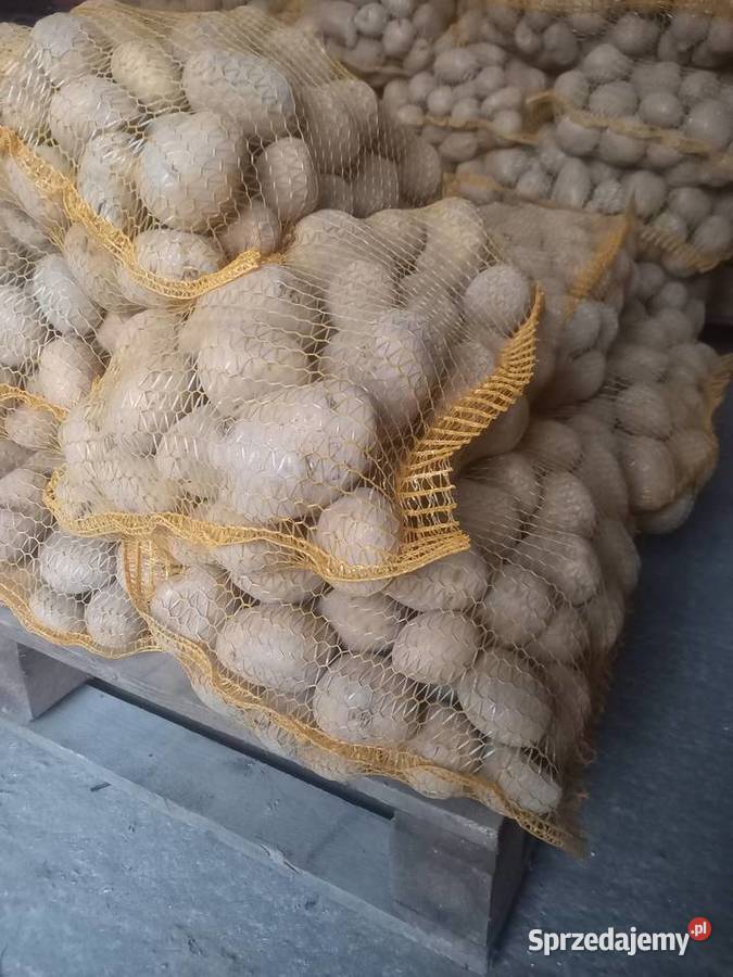 Ziemniakiziemniak ekologiczny Gnojno