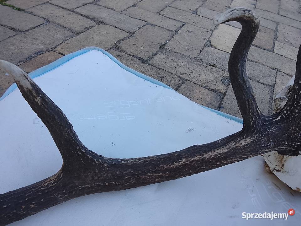 Wieniec jelenia 14stak lubuskie