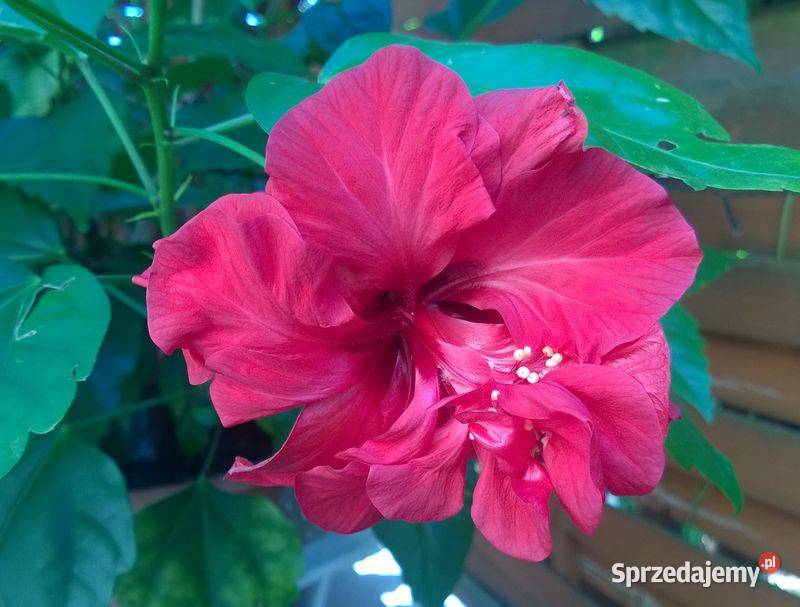 Róża chińska pełna czerwona hibiskus ketmia Pszczyna