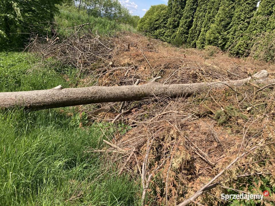 Sprzedam jesion w klocu 2 Domaradz