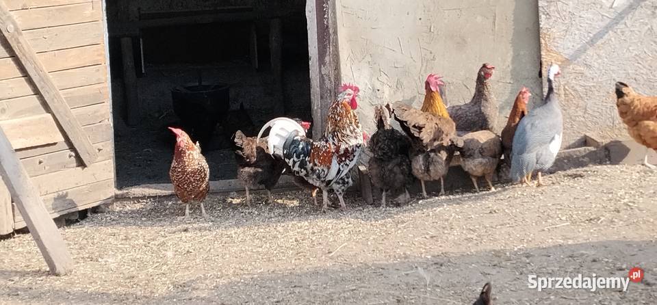 Koguty włoszki legbar 25r Drób i ptactwo Pruchna