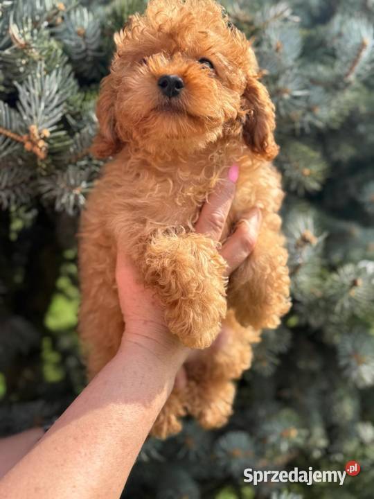 Cavapoo pudel cavalier Pozostałe Psy Rybnik