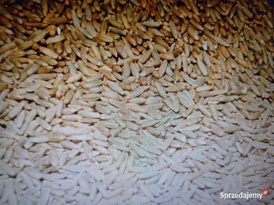 Sprzedam żyto hybrydowe śląskie Lubojenka