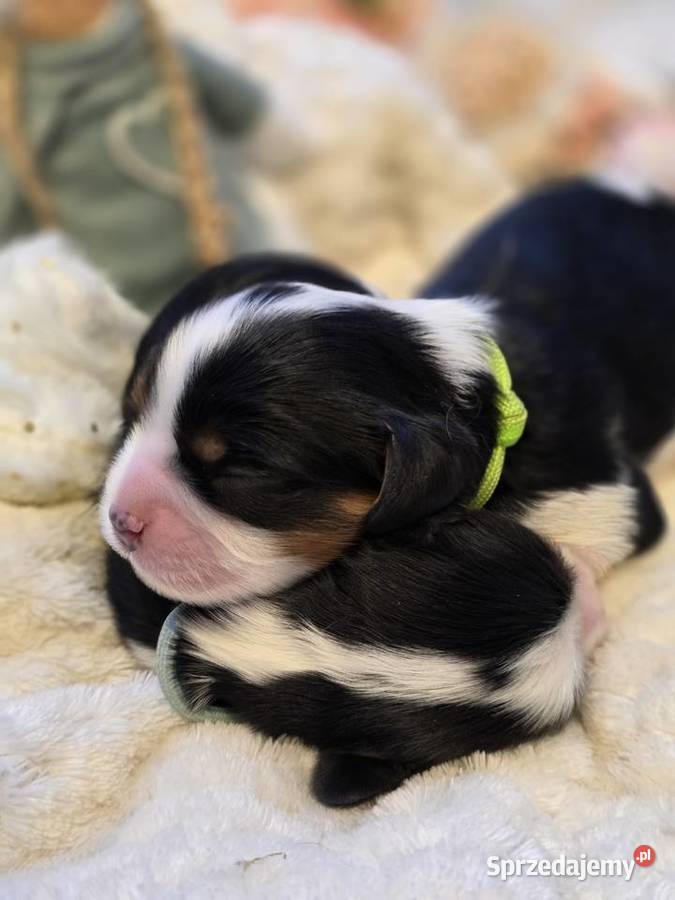 Piesek przebadanych genetycznie rodzicach