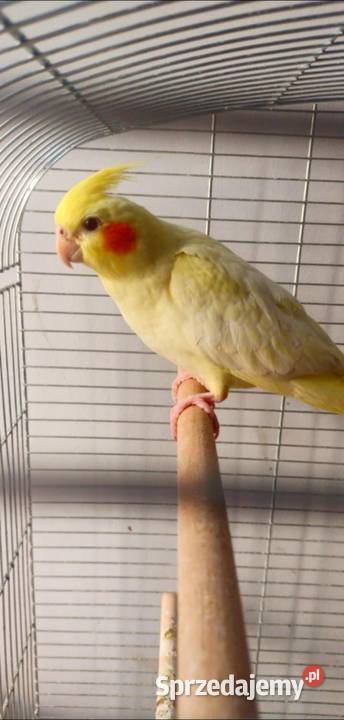 Parka nimf lęgowych młode Grudziądz