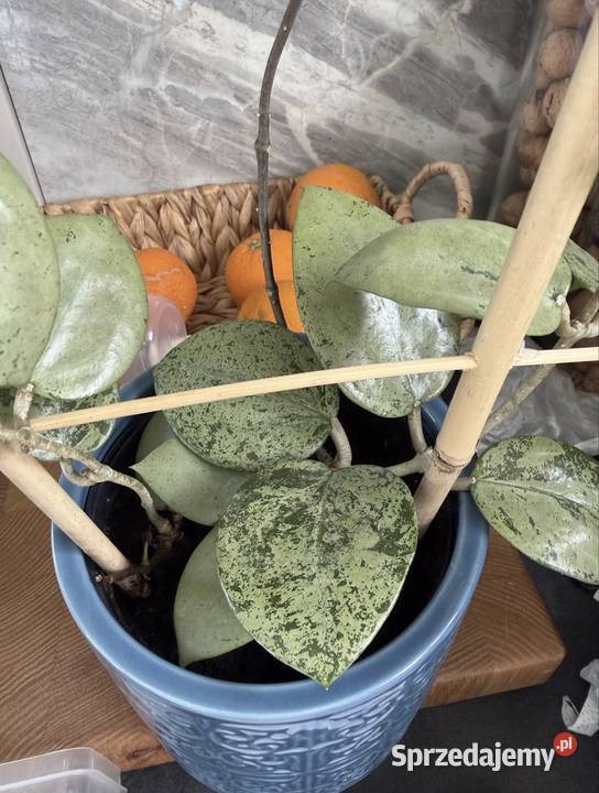 Hoya hoja Verticillata Silver Heart sprzedam
