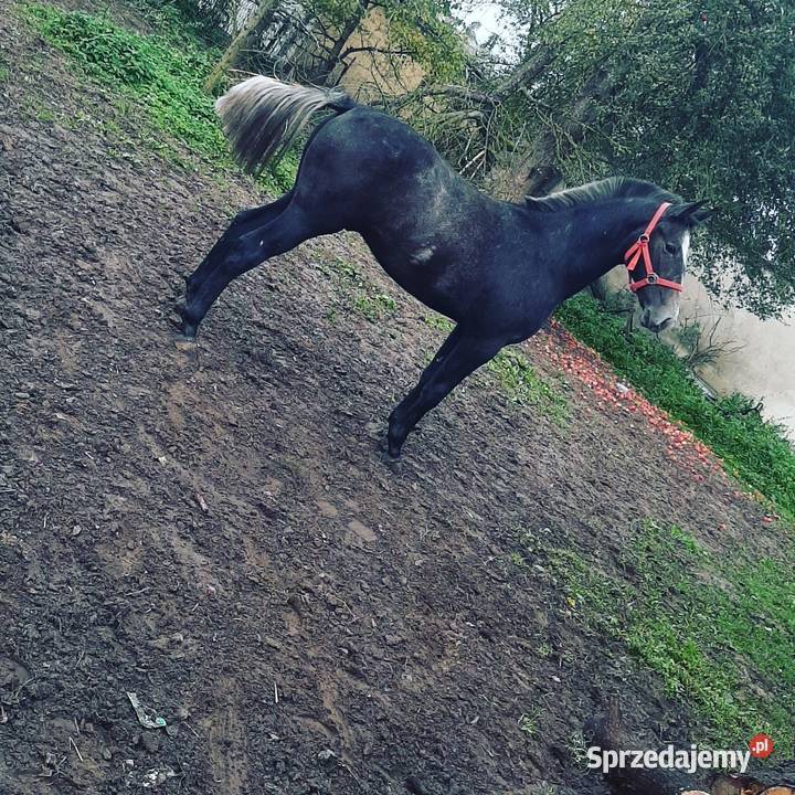 Ogier SP Nowe Gajęcice sprzedam