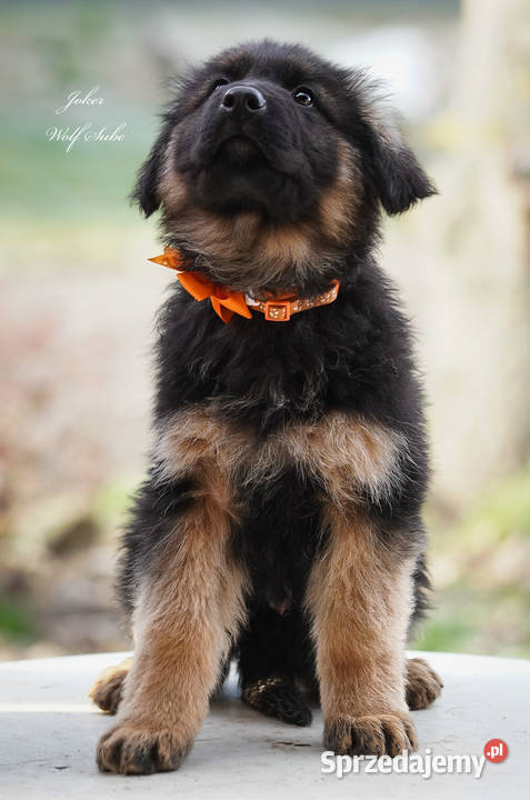 Owczarek niemiecki długowłosy ZKwP FCI z pełną Ozorzyce