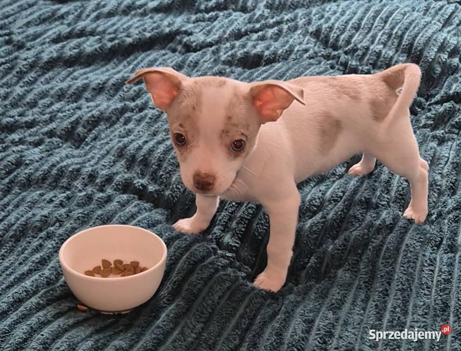 Chihuahua piesek merle z biały Wrocław sprzedam