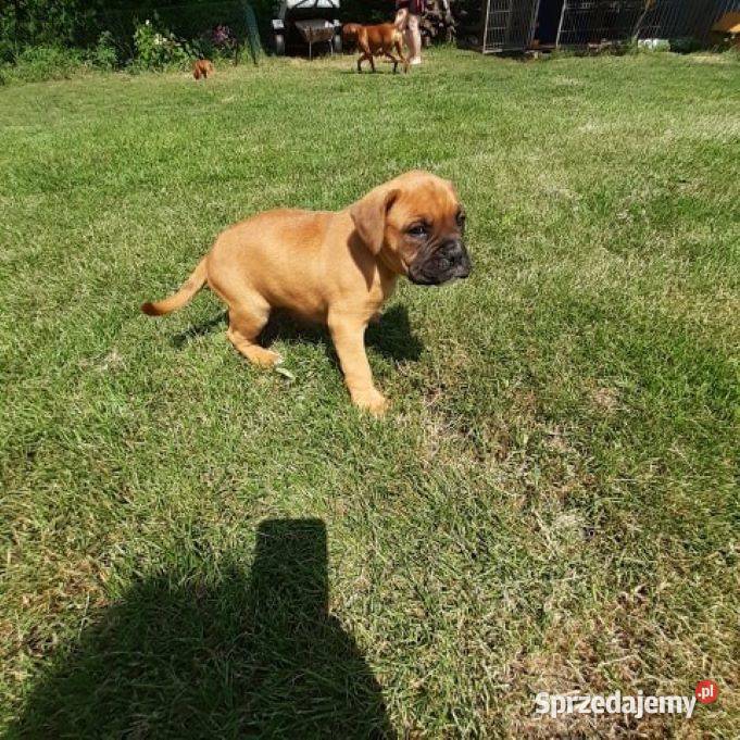 Sprzedam szczeniaki boksera lubelskie Rakówka