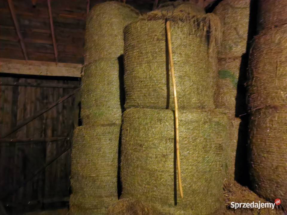 Siano z ostatnich zbiorów 2025 Rychwał