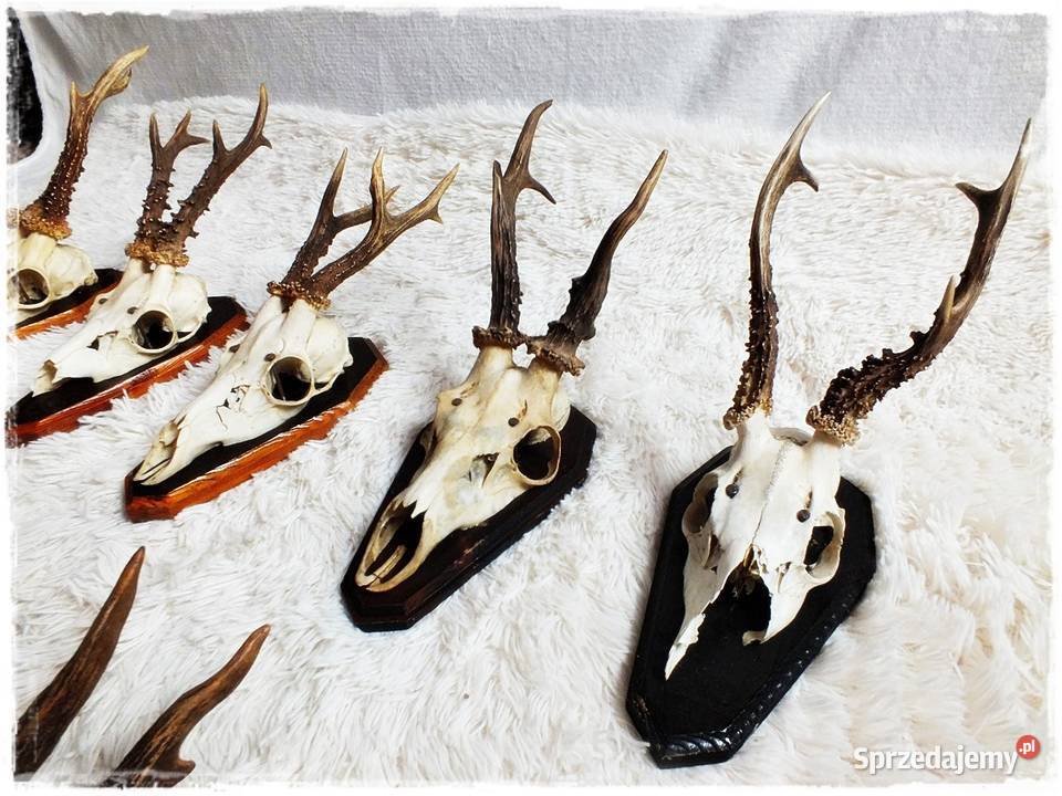 Kolekcja poroże 12 Parostki jelenia z czaszką na lubuskie Żary sprzedam