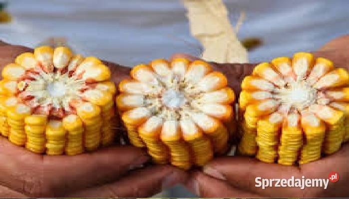 owies kukurydza big bag pellet opał kuku owsa