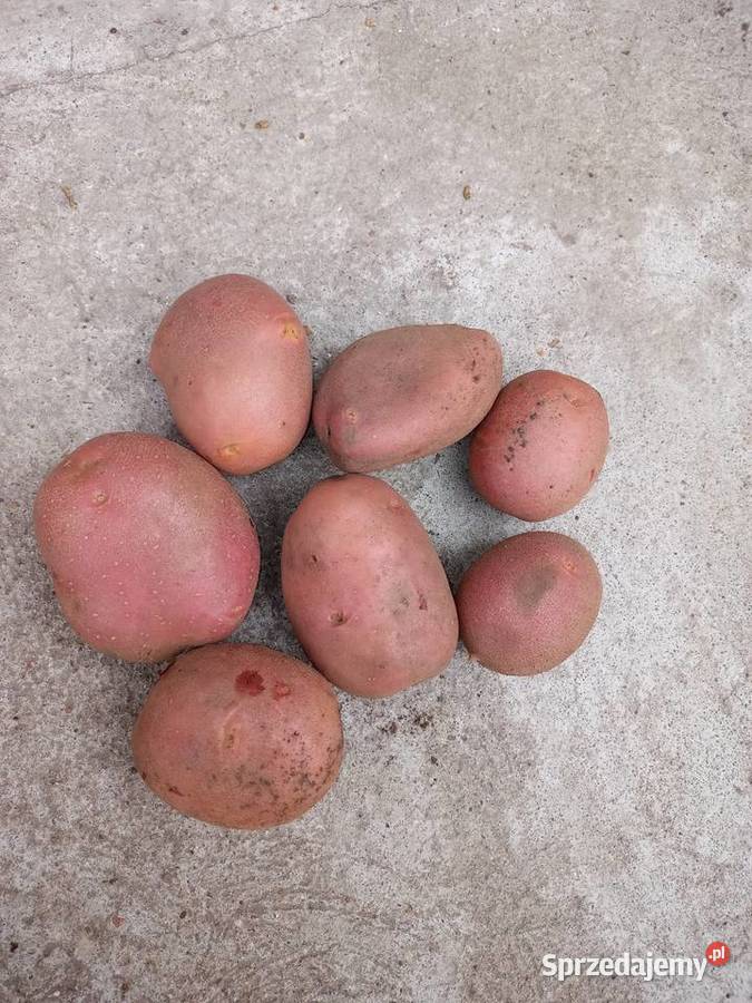 Ziemniaki jadalne BELLAROSA Dębicze