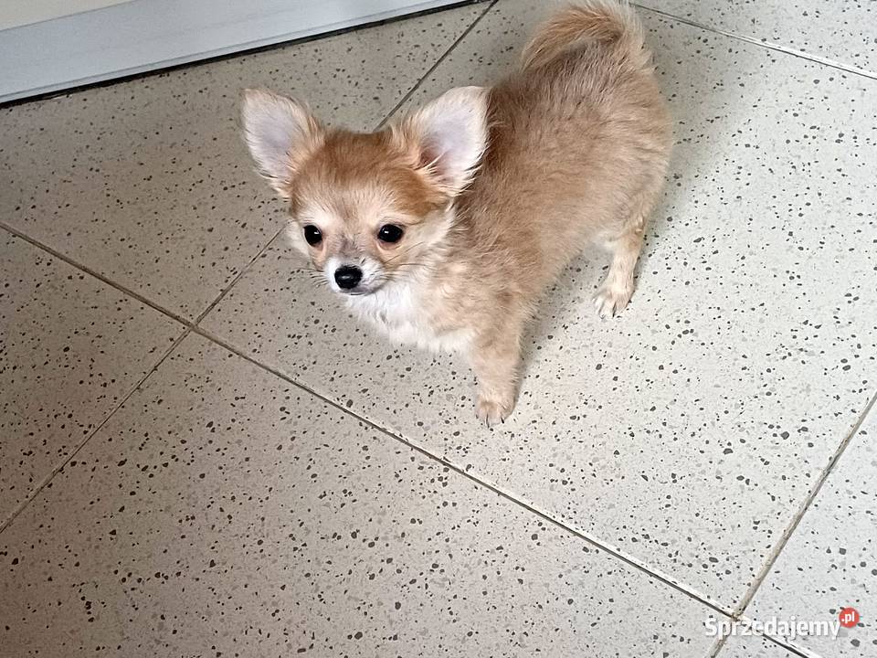 Chihuahua Beżowa Mini Mini Krótkowłosa Sunia łódzkie Zgierz sprzedam