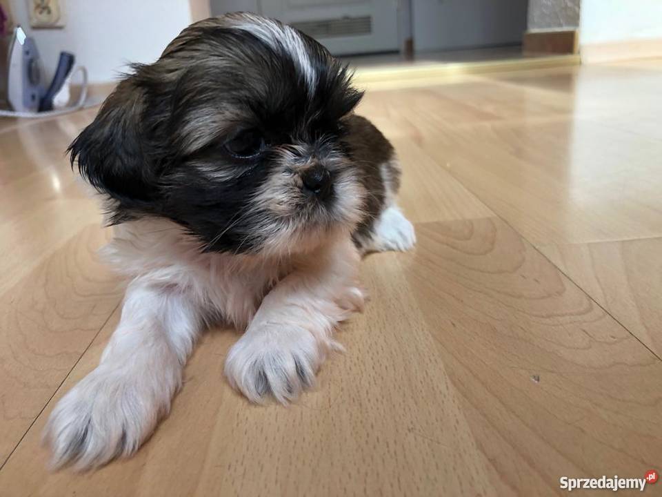 Sliczne Pieski Shih Tzu Jelenia Góra