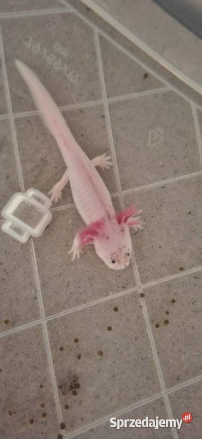 Aksolotl Ambystoma mexicanum Hodowla Wyszków sprzedam