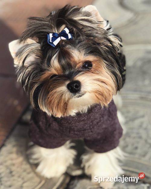 na sprzedaż dwaj śliczni chłopcy york biewer wielkopolskie Gniezno sprzedam