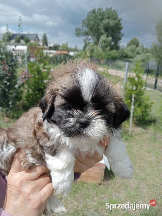 Shih tzu śliczna dziewczynka Shih Tzu wielkopolskie Mieleszyn