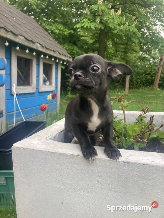 Chihuahua szczeniak
