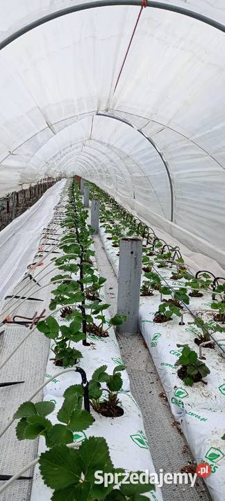 Konstrukcja uprawy truskawek na rynnach Waleńczów