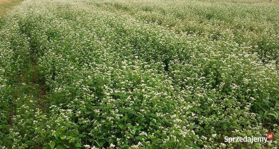 Sprzedam grykę Integrowana produkcja Mielec