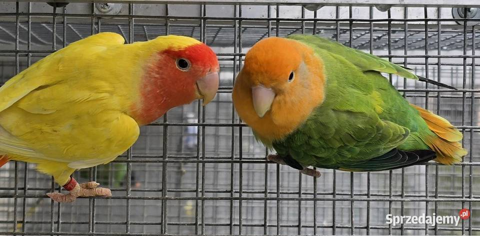 Nierozłączka czerwonoczelna młoda do oswojenia i dolnośląskie