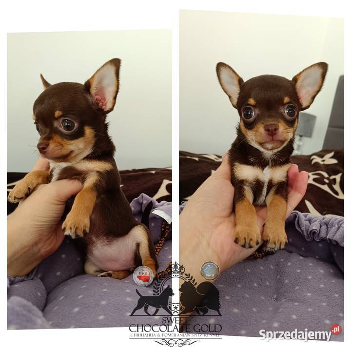 Chihuahua krótkowłosa czekoladowa suczka rodowód