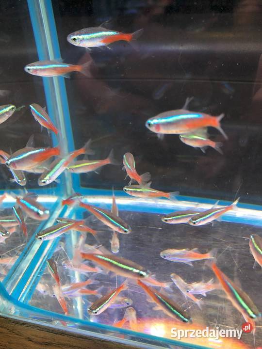 Neonki Innesa ładne zdrowe Justynów sprzedam
