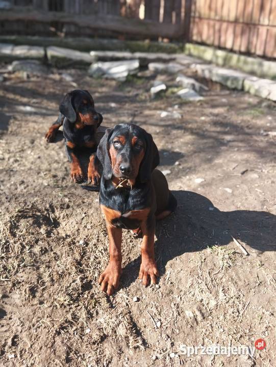 Szczenięta Gończy polski Kamionna