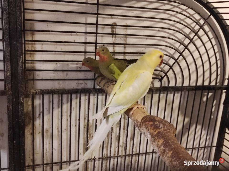 Aleksandretta obrożna cremino samica Rębków