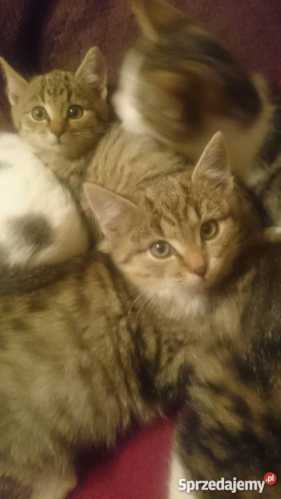 Oddam kociaki Krosno