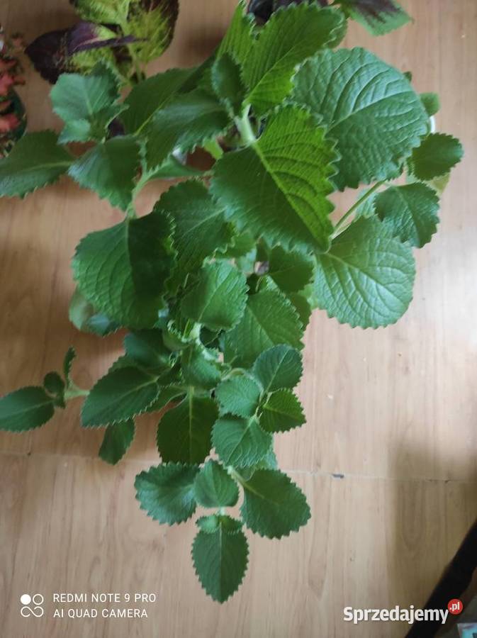 Sprzedam nadwyżki mięty meksykańskiej Lublin